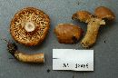 Lactarius torminosus image